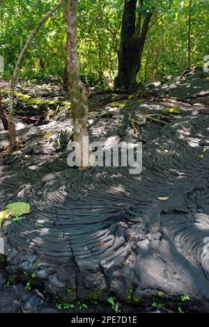 Arbres en croissance de lave durcie, régénération après les éruptions de Mt en 1905-1911. Matavanu, champ de lave de Saleula, Savai'i, Samoa Banque D'Images