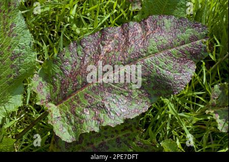 Tache foliaire, Ramularia rubéole, affecte sérieusement une feuille de large cale, Rumex obtusifolius, Berkshire Banque D'Images