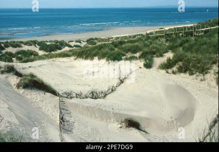 Remise en état des dunes de sable sur les dunes côtières, Ynyslas Sand Dunes, Dyfi National nature Reserve, Ceredigion, Dyfed, pays de Galles, Royaume-Uni Banque D'Images