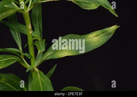 Ou rouille de snapdragon (Antirrhinum), Puccinia antirrhini, maladie de tache jaune et faiblesse générale de l'antirrhinum ou plante de snapdragon, Berkshire Banque D'Images