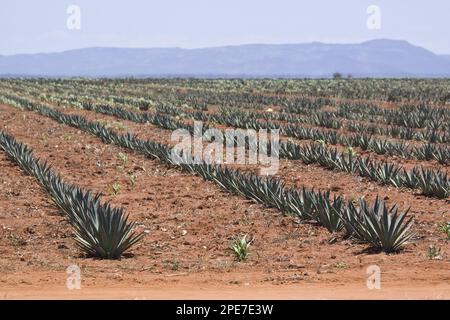 Le sisal (Agave Sisalana) est un sisal qui produit une fibre rigide traditionnellement utilisée pour fabriquer la ficelle et la corde, Madagascar Banque D'Images