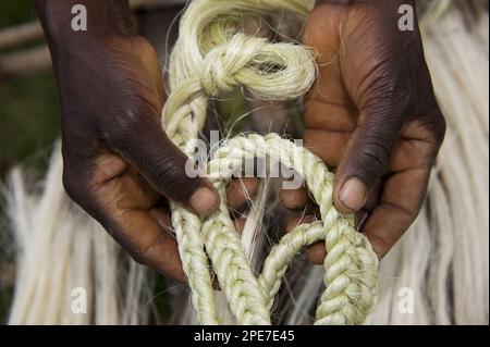 Fibres de sisal (Agave sisalana) et corde tenues entre les mains, prêtes pour le marché, Kenya Banque D'Images