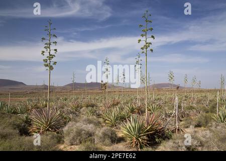 Récolte de sisal (Agave sisalana), ancienne plantation, Fuerteventura, îles Canaries Banque D'Images