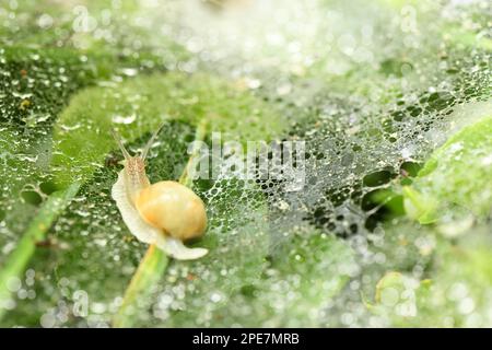 Escargot sur une toile avec des gouttes de rosée du matin. Vue latérale. Photo haute résolution. Banque D'Images