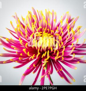 Mam. Araignée jaune violet Womnderful Banque D'Images