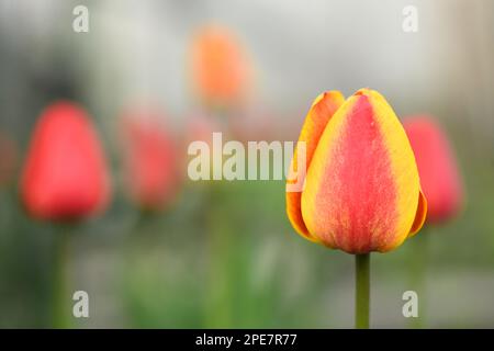 Un bourgeon non ouvert d'une jeune tulipe. Horticulture et floriculture. Photo haute résolution. Mise au point sélective. Faible profondeur de champ. Banque D'Images