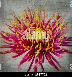 Mam. Araignée jaune violet Womnderful Banque D'Images