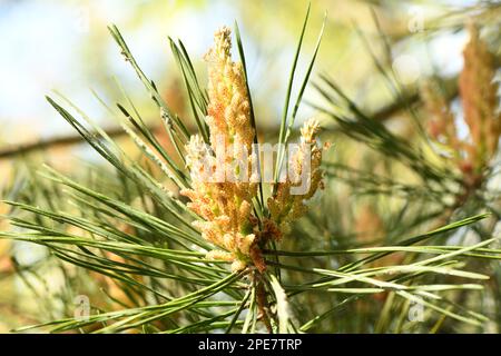 Pollen jaune sur une nouvelle fleur de pin. Cônes de pin jaune de conifères en juin. Photo haute résolution. Mise au point sélective. Banque D'Images