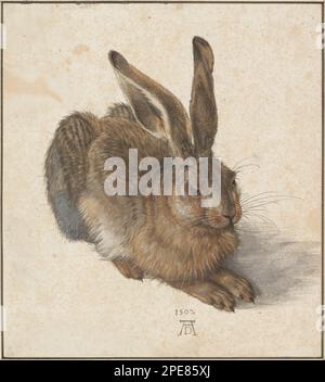 Jeune lièvre 1502 par Albrecht Dürer Banque D'Images