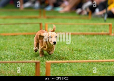 Dachshund à poil long court entre les haies - courses de Dachshund Banque D'Images