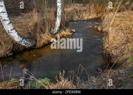 Bouleaux avec printemps d'hiver ruisseau Olsovy près du village frontalier de Petrovice Banque D'Images