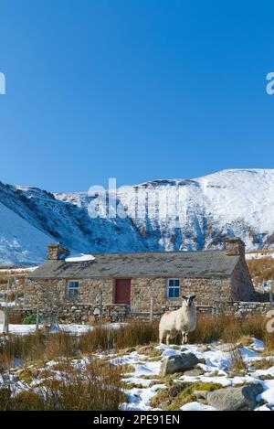 Croft sur l'île de Hoy avec des moutons en premier plan Banque D'Images