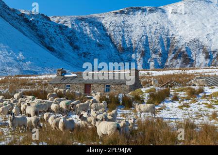 Croft sur l'île de Hoy avec des moutons en premier plan Banque D'Images