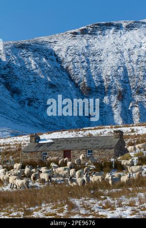 Croft sur l'île de Hoy avec des moutons en premier plan Banque D'Images