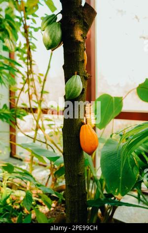 Arbre de cacao (Theobroma cacao). Thème de récolte cacao. Gousses de cacao de couleur orange accrochées à l'arbre. Banque D'Images