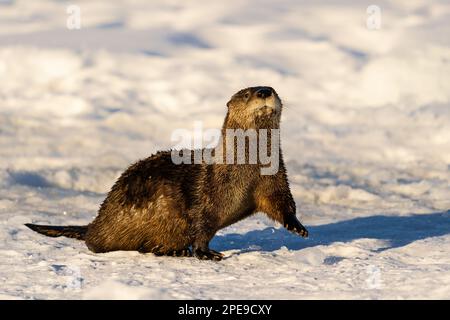 Rivière Otter sur un lac gelé dans le centre-sud de l'Alaska. Banque D'Images