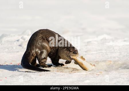 Otter de la rivière manger du poisson sur un lac gelé dans le centre-sud de l'Alaska. Banque D'Images