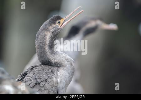 Le scories tachetées (Phalacrocorax punctatus) est un cormoran endémique d'Aotearoa en Nouvelle-Zélande. Banque D'Images