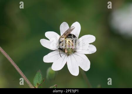 Gros plan naturel sur une petite abeille, Lasioglossum dans une fleur blanche de Geranium robertianum Banque D'Images