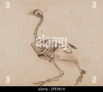 Exposition anatomique comparative de la structure du corps humain avec celle d'un tigre et d'une chouette commune: Dorking Hen Skeleton, vue latérale (probablement préparé pour une figure clé non publiée) 1795 à 1806 par George Stubbs Banque D'Images