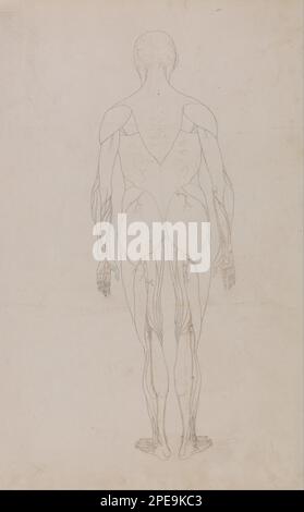 Une exposition anatomique comparative de la structure du corps humain avec celle d'un tigre et d'une chouette commune: Figure humaine, vue postérieure (étude complémentaire pour le Tableau XII) 1795 à 1806 par George Stubbs Banque D'Images