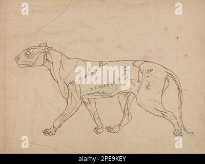 Une exposition anatomique comparative de la structure du corps humain avec celle d'un tigre et d'une chouette commune: Corps du tigre, vue latérale (étude d'ensemble des muscles de surface et de leur approvisionnement en sang, probablement fait pour une figure clé) 1795 à 1806 par George Stubbs Banque D'Images