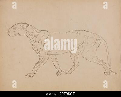 Une exposition anatomique comparative de la structure du corps humain avec celle d'un tigre et d'une chouette commune: Corps du tigre, vue latérale (probablement fait comme base pour une figure clé) 1795 à 1806 par George Stubbs Banque D'Images