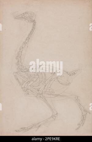 Exposition anatomique comparative de la structure du corps humain avec celle d'un tigre et d'une chouette commune: Squelette de la volaille, vue latérale (probablement étude de base des proportions du squelette de la chouette utilisé pour d'autres dessins) 1795 à 1806 par George Stubbs Banque D'Images