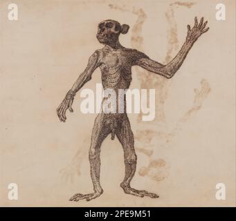 Une exposition anatomique comparative de la structure du corps humain avec celle d'un tigre et d'une chouette commune: Singe debout, vue antérieure 1795 à 1806 par George Stubbs Banque D'Images