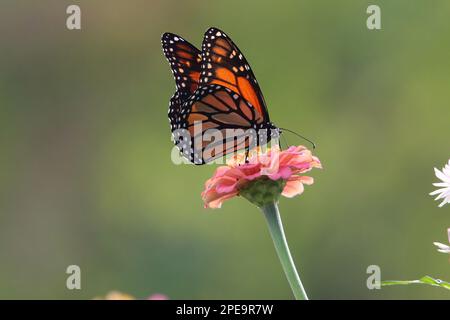 Un papillon monarque repose sur une fleur rose. Banque D'Images