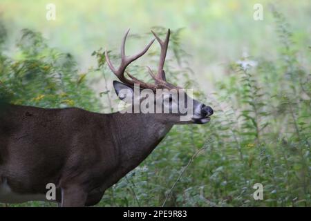 Un mâle de cerf de Virginie avec de petits bois se tient devant de grandes herbes. Banque D'Images