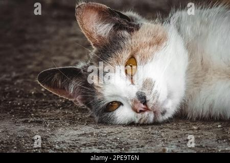 Chat domestique abandonné avec une expression triste et des yeux brillants portrait en gros plan posé sur le sol Banque D'Images