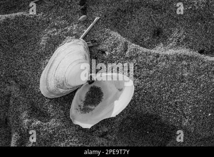 Une coquille de palourdes est ouverte d'un côté à l'envers, l'autre contenant des grains de sable reposant sur les ombres à Salisbury Beach, Massachusetts. Le Banque D'Images