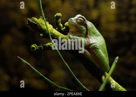 Grenouille d'arbre européen - Hyla arborea Grenouille sur bâton Banque D'Images
