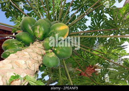 Papaye (Carica papaye), auch Melonenbaum oder Papayabaum - unreife Früchte am Baum, Gran Canaria, Spanien, Las Palmas Banque D'Images
