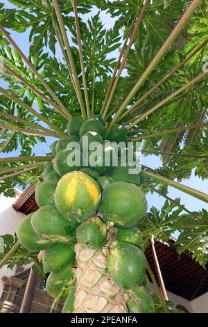 Papaye (Carica papaye), auch Melonenbaum oder Papayabaum - unreife Früchte am Baum, Gran Canaria, Spanien, Las Palmas Banque D'Images