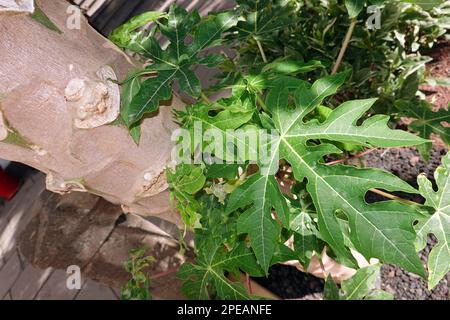 Papaye (Carica papaye), auch Melonenbaum oder Papayabaum - Blatt und Stamm, Gran Canaria, Espagnol, Las Palmas Banque D'Images