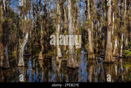 Plantes de l'air poussant sur les arbres de cyprès de Bald; réserve nationale de Big Cypress, Floride. Big Cypress borde les prairies humides d'eau douce des Everglades Nati Banque D'Images
