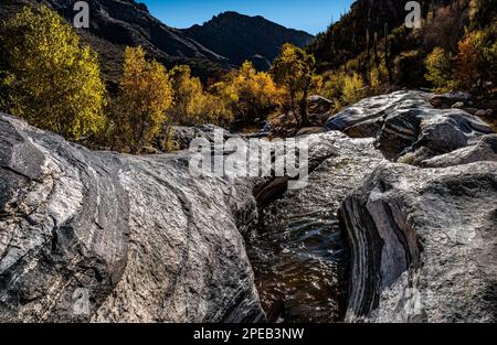 Automne à Sabino Canyon, Tucson, Arizona Banque D'Images