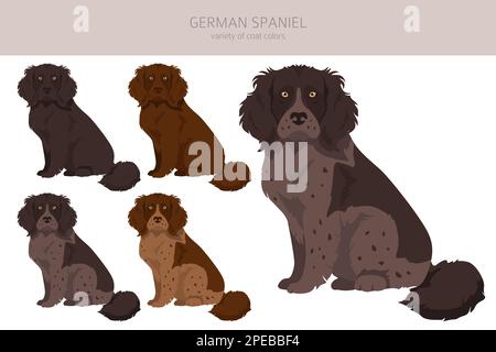 Une clique de spaniel allemand.Différentes poses, ensemble de couleurs de pelage.Illustration vectorielle Illustration de Vecteur