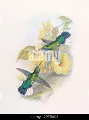 Illustration d'un colibri antique par John Gould – vers 1861 - (Campylopterus Ensipennis) Banque D'Images