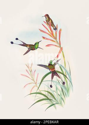 Illustration d'un colibri antique par John Gould – vers 1861 - (Discura longicauda) Banque D'Images