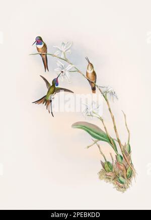 Illustration d'un colibri antique par John Gould – vers 1861 - (Doricha Lyrura) Banque D'Images