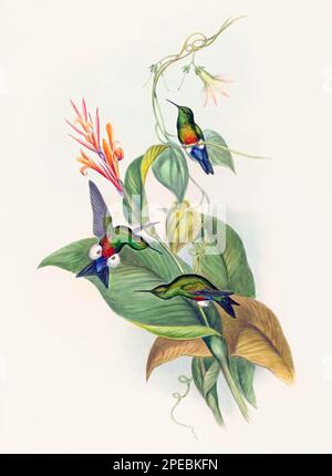 Illustration d'un colibri antique par John Gould – vers 1861 - (Eriocenmis Cupreiventis) Banque D'Images