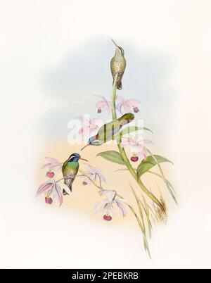 Illustration d'un colibri antique par John Gould – vers 1861 - (Helyopedica melanotis) Banque D'Images