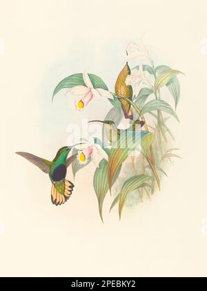 Illustration d'un colibri antique par John Gould – vers 1861 - (Lafarnaya-Flavicaudata) Banque D'Images