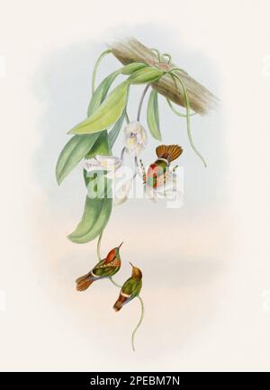 Illustration d'un colibri antique par John Gould – vers 1861 - (Lophornis ornatus) Banque D'Images