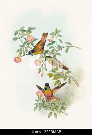 Illustration d'un colibri antique par John Gould – vers 1861 - (Melianthea EOS) Banque D'Images