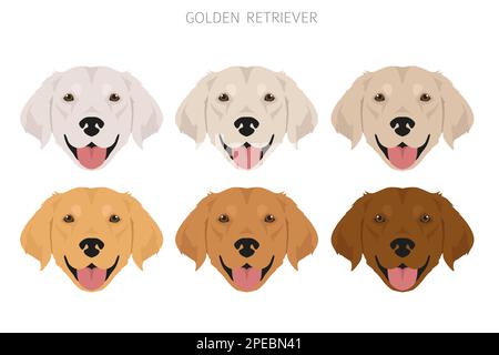 Golden Retriever chiens dans différentes poses et couleurs de pelage clipart. Illustration vectorielle Illustration de Vecteur
