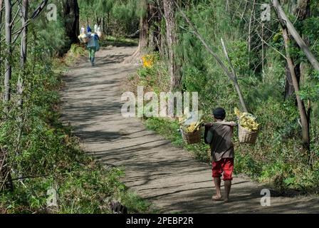 Des hommes locaux transportant des blocs de soufre dans des paniers en descendant du cratère, Mont Ijen, Java-est, Indonésie Banque D'Images